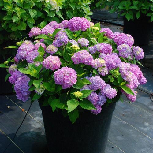 白绣球国产推荐视频在线,视频解析下的美丽绽放