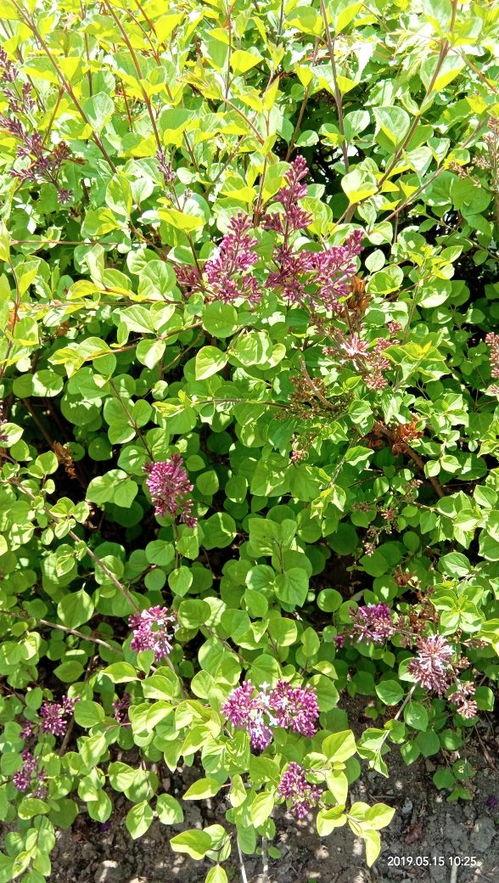 国产五月丁香在线更新,最新更新盘点，精彩内容不容错过