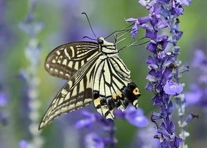 花蝴蝶国产精品自在线拍